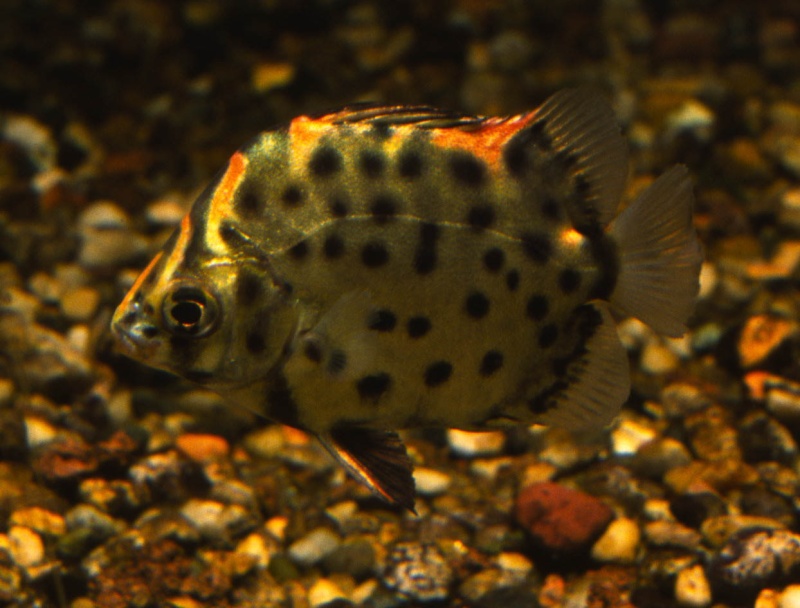 Scatophagus argus atromaculatus Scatop10