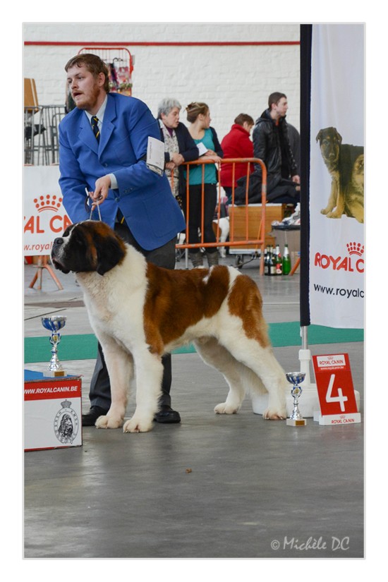 MOUSCRON DOG SHOW 2013 Franky12