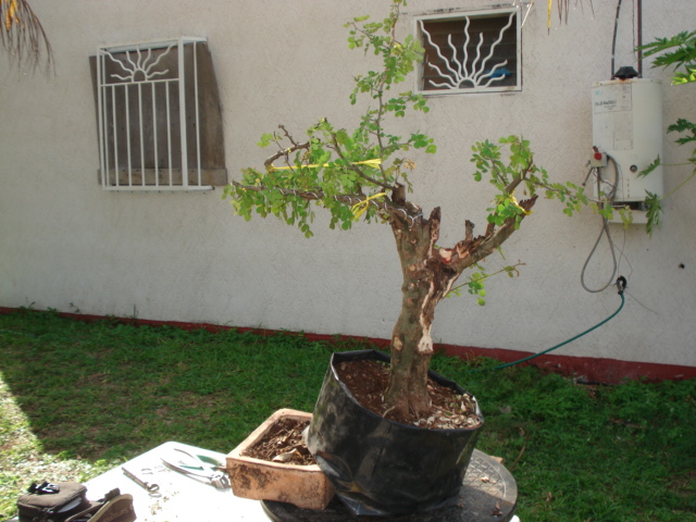 REUNION DEL CLUB BONSAI CANCUN Dsc05616