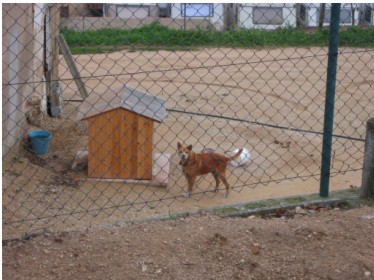 PERROS ATADOS DE POR VIDA Gos_210