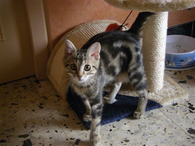 Urgence pour 3 adorables chatons fa et/ou adoptants - Page 2 Imgp1410