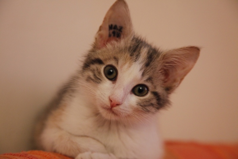 Urgence pour 3 adorables chatons fa et/ou adoptants - Page 2 Minett12