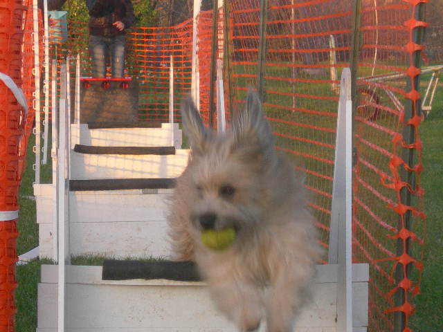 LE FLYBALL AU S.C.C.E - Page 4 Dscn5512