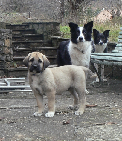 A Reserver Chiots Kangal 34 Page 3