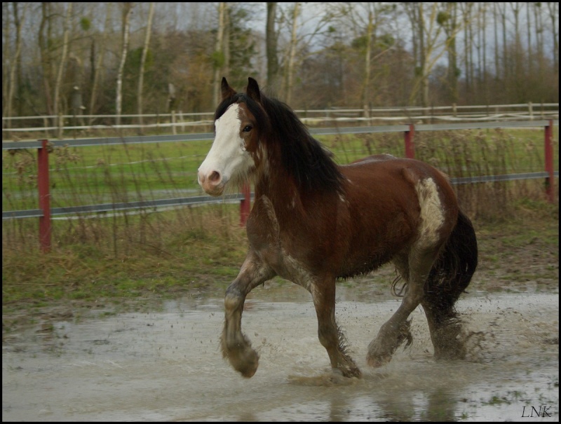 Concours Photos Mars 2013 : "Les Crados" A2511