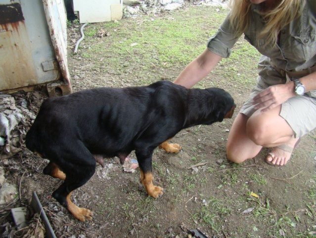 houba, adorable chienne rott d'un an 61413_10