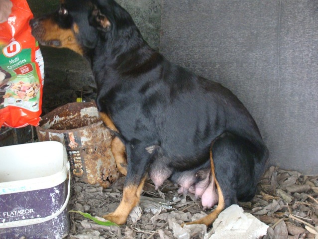 houba, adorable chienne rott d'un an Dsc07110