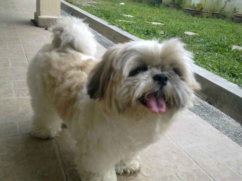 Pet boarding service for your beloved Pets 01012010