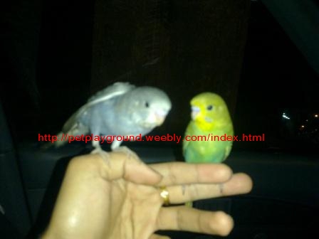 Charming baby Budgie for sale!!!! 311
