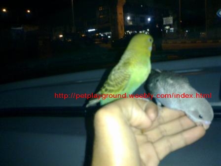 Charming baby Budgie for sale!!!! 411