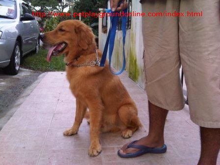 Cute Golden Retriever for sale at Pet PlayGround!! Img00111