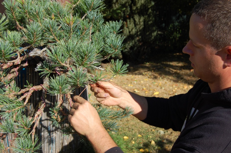 Southwestern White Pine, Pinus strobiformis 01510