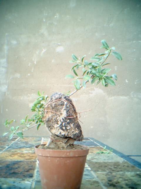 Ficus Burtt-davyii around rock. Nana_s10