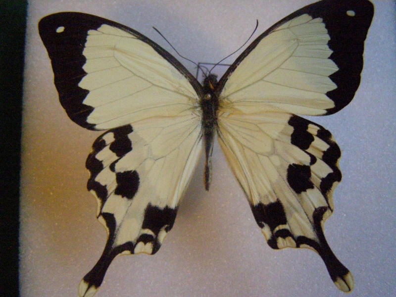 [Papilio dardanus meriones]Papillon de Madagascar N°1 110