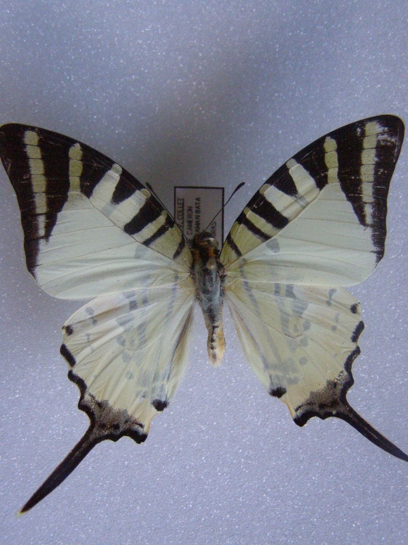 [Graphium (Pathysa) antiphates]papillon de malaisie N°20 Pc060012