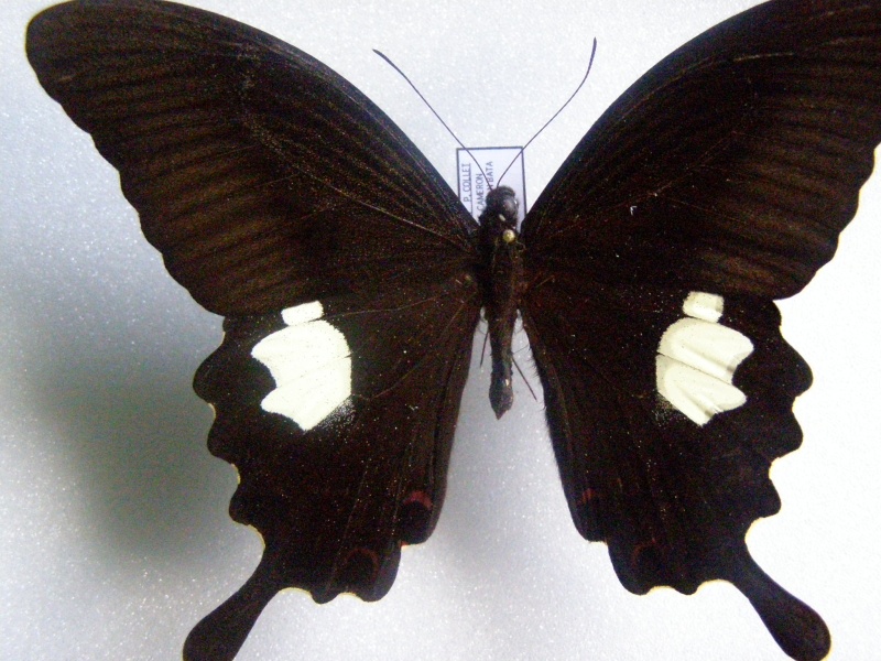[Papilio (Menelaides) helenus]Papillon de Malaisie N° 21 Pc060017
