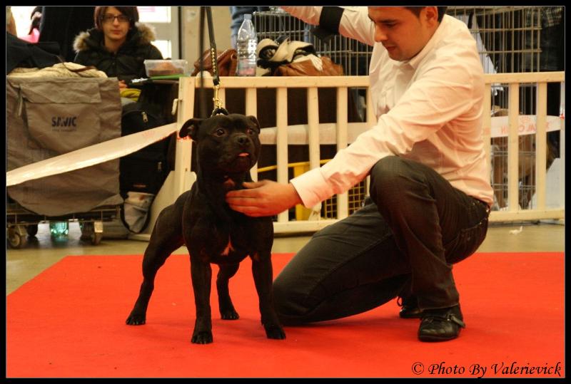 Paris Dog Show 2010 Img_1611