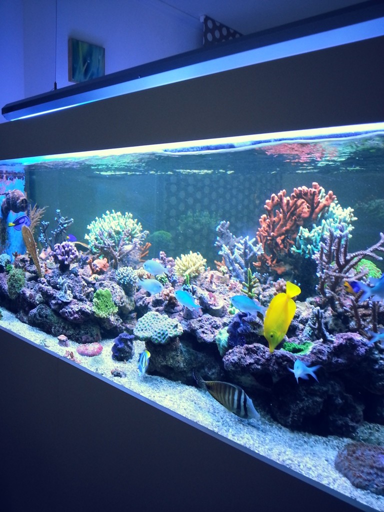Les plus beau aquariums du forum 01722710