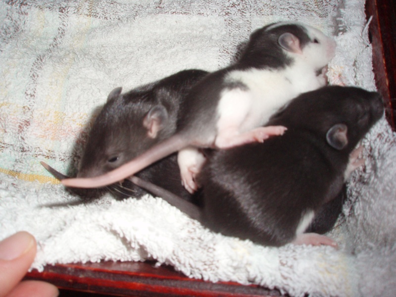rats à adopter dans le 68 Pc190022