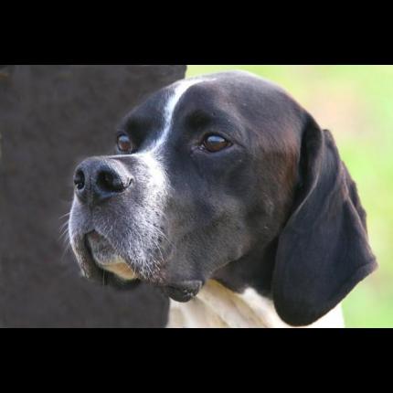 RETROUVEE   Perdu Gribouille chienne pointer anglais noir et blanc. LE CANNET DES MAURES 07/01/13 56803_10