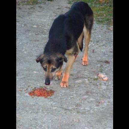 Trouvé femelle berger allemand beauceron noir et feu. PERNES LES FONTAINES 10/01/13 57087_10