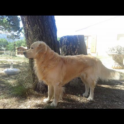 (Retrouvé) Perdu ercule chien golden retriver beige. SIGNES 15/01/13 57721_10