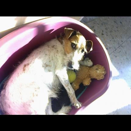 Perdu Betty Chienne Fox Terrier. BERRE L'ETANG 15/01/13 Betty11