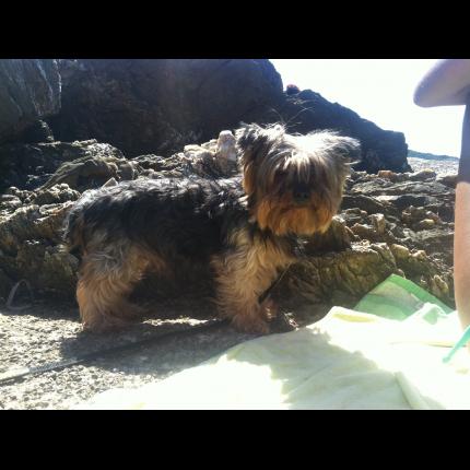 Perdu Bouly chien Yorkshire terrier noir gris marron. TOULON 01/01/13