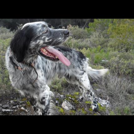 Retrouve Perdu Beuck Chien Setter Anglais Noir Gris Blanc