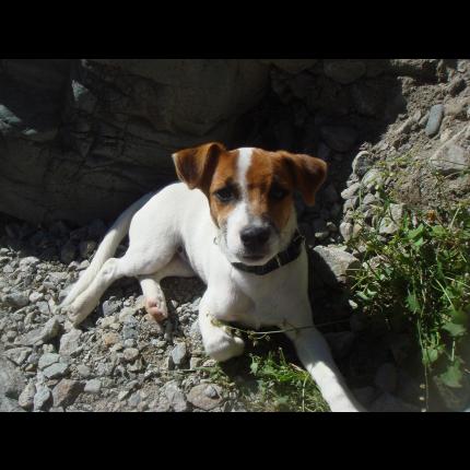 Perdu Jack Chien Terrier Jack Russel Blanc à Taches Marrons