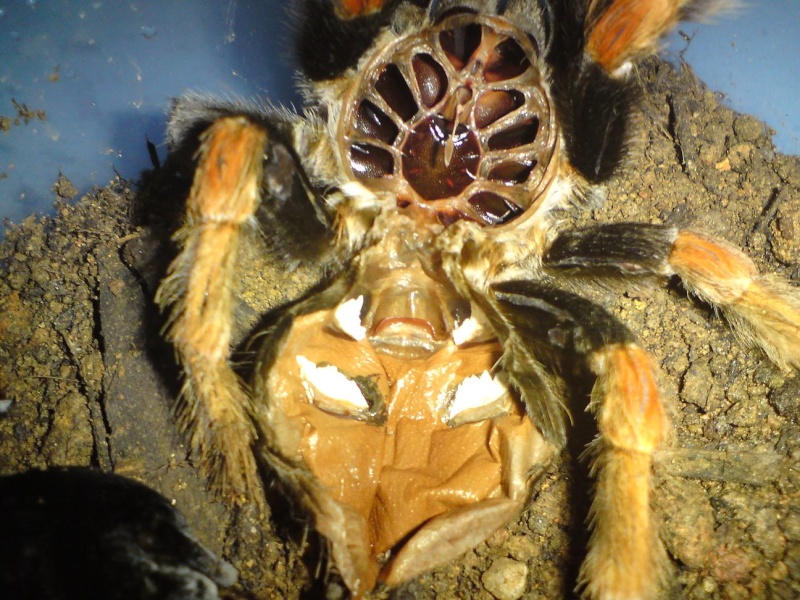 need help on my Brachypelma boehmei.. Tt710