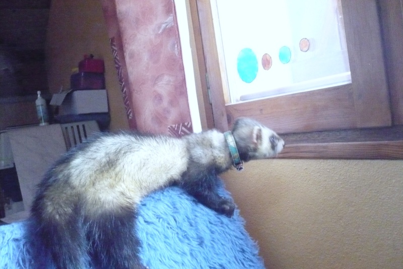 Bandit mon premier furet Bandit10