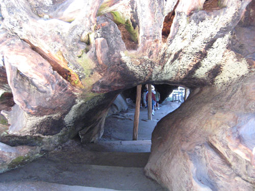 Sequoia gant Gnral Sherman USA Sequoi11
