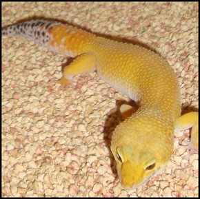 gecko léopard (male+femelle) Dsc01211