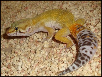 gecko léopard (male+femelle) Dsc01212