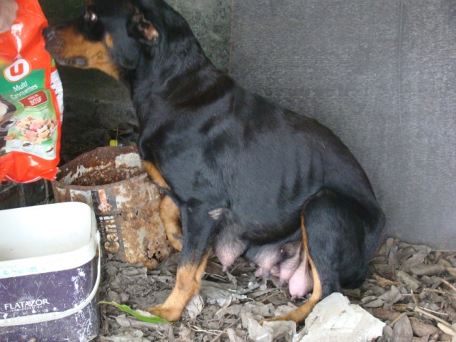 Houba, magnifique chienne rott d'un an (réservée) Houbam10