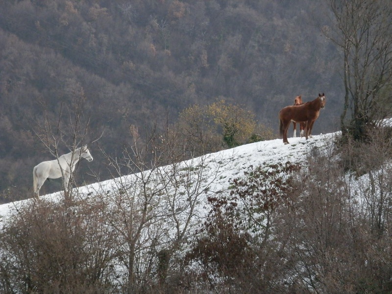 ESCURSIONE DEL 23/12/2012 da Lugo al Ponte di Veja e visita a grotta preistorica Pc230024