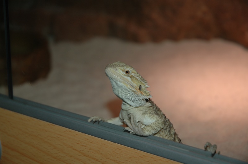 Mon premier pogona - Trojka Dsc_0314