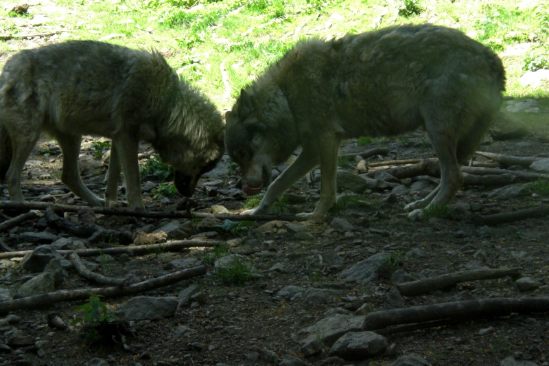 Pourquoi le loup ne peut il pas être domestiqué comme le chien ? - Page 2 Alpha_10