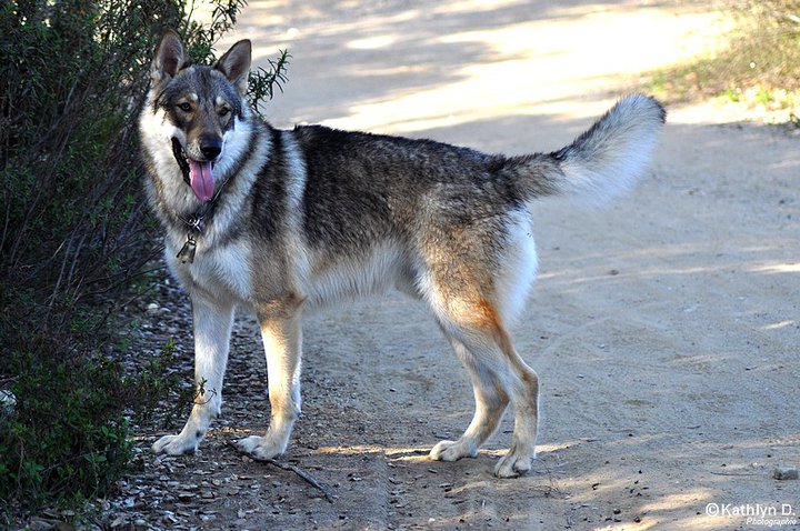 Pourquoi le loup ne peut il pas être domestiqué comme le chien ? - Page 2 Montan10