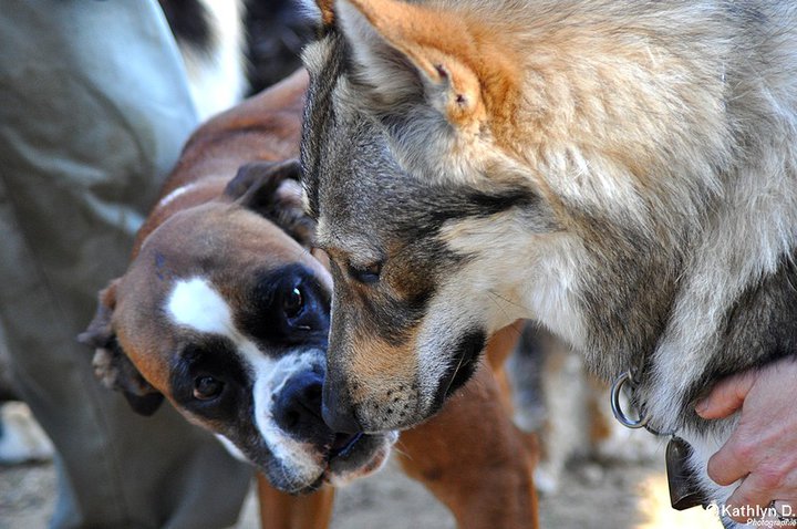 Pourquoi le loup ne peut il pas être domestiqué comme le chien ? - Page 2 Montan11