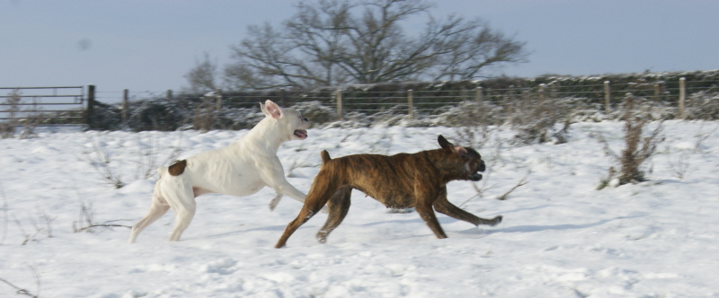 Les chiens et la neige  Dsc02811