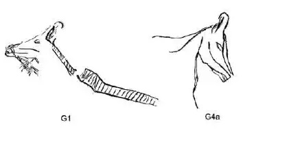 Galets et os gravés magdaléniens de la grotte de la Colombière (Neuville sur Ain / Poncin) 64-4d211