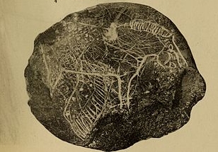 Galets et os gravés magdaléniens de la grotte de la Colombière (Neuville sur Ain / Poncin) Galet_11