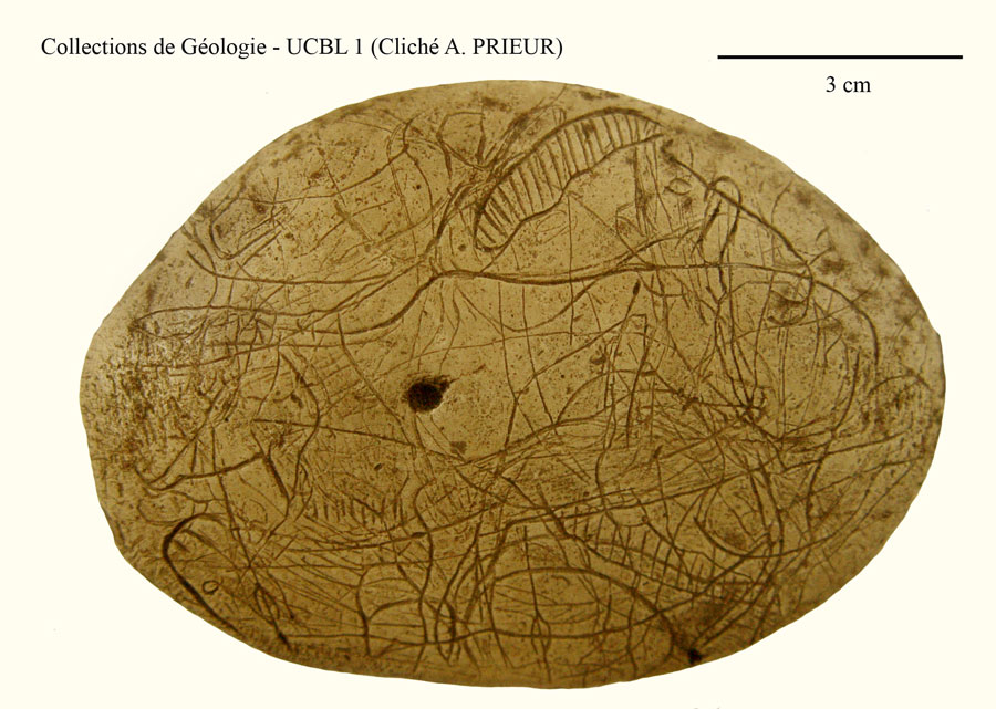 Galets et os gravés magdaléniens de la grotte de la Colombière (Neuville sur Ain / Poncin) Galets10