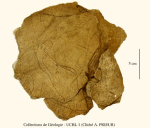 Galets et os gravés magdaléniens de la grotte de la Colombière (Neuville sur Ain / Poncin) Os-gra10