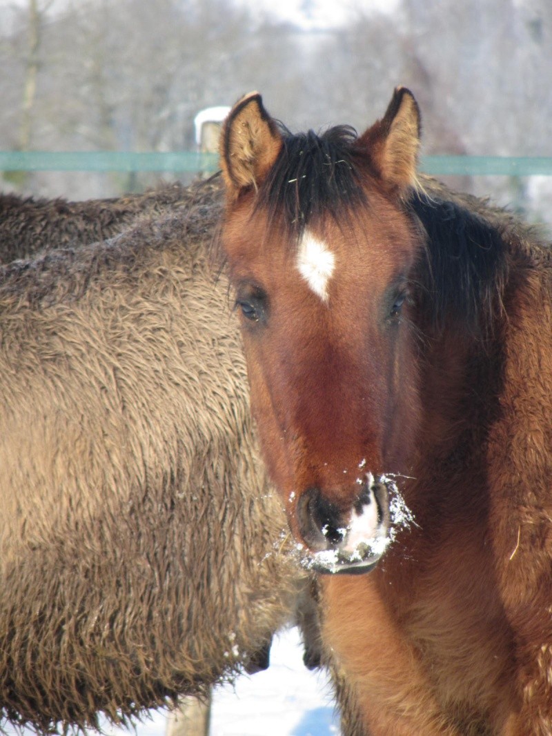 [VENDU] Cooper Whiz Monkey, poulain Quarter-horse NFQHA dun à vendre Neige_15