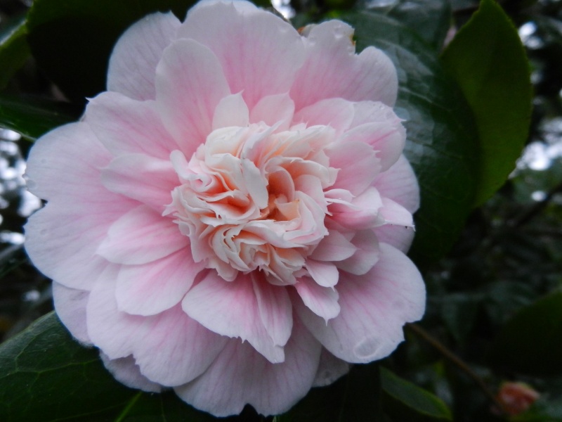 Les Camellias: variétés, floraison, culture. Saison 2012 - 2013 - Page 13 00310