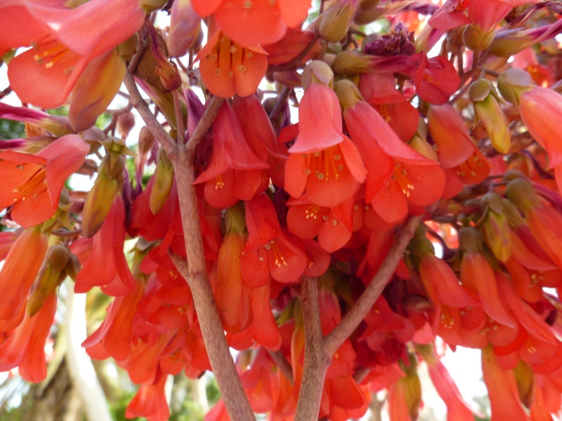 Kalanchoe Degremontiana 03011