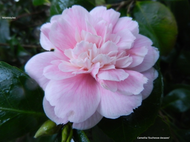 Les Camellias: variétés, floraison, culture. Saison 2012 - 2013 - Page 9 Camell30